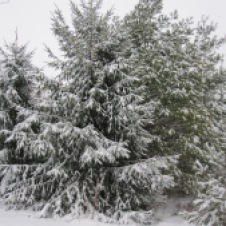 Most often when you see a conifer around here it was planted. They are still my favorite when covered in snow.