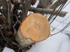 Beavers are fine woodworkers leaving spears of wood sticking out everywhere.