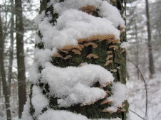 Snowy fungi!