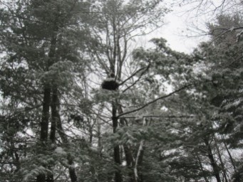 Crows' nest?
